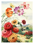 Cosmos, zinnias, and poinsettia grow in Oaxaca, Mexico