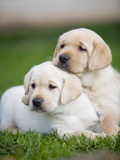 Yellow labrador retriever puppies