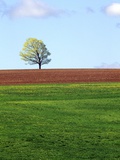 Buy Lone Tree Blowing in Wind Near Sussex, New Brunswick, Canada. at AllPosters.com