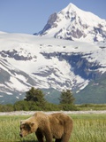 Buy Grizzly Bear Eating Sedge Grass in Meadow at Hallo Bay at AllPosters.com