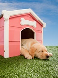 Labrador puppy asleep in kennel