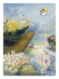 Buy Moray eels lurk in submarine coral reef crevices at AllPosters.com