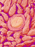 Taste bud cell and tongue filiform papillae of a rabbit magnified x300