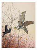 Buy Painting of a European sparrowhawk attempting to catch a blackbird at AllPosters.com