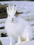 Buy Adult Arctic Hare (Lepus Arcticus), Banks Island, Northwest Territories, Arctic Canada at AllPosters.com
