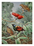 Two King Birds of Paradise perch above two Wilson's Birds of Paradise