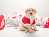 Labrador puppy in christmas costume