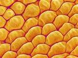 Buy Chrysanthemum petal at AllPosters.com