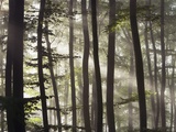 Sunbeams through a beech forest