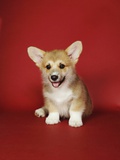 Corgi Puppies on Red Background