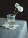 Two White Dandelions In A Glass
