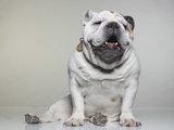 Portrait of Bull Dog