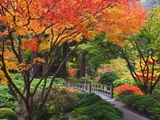 Fall colors at Portland Japanese Gardens, Portland Oregon