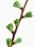 Larch branch with nascent blossoms