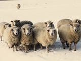 Buy Sheep in winter at AllPosters.com