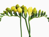 Freesia