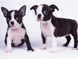French Bulldog, white background