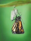 Monarch Butterfly life cycle