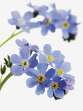 Forget-me-not, myosotis sylvatica