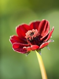 Buy Cosmos atrosanguineus at AllPosters.com