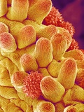 Buy Chrysanthemum petal at AllPosters.com