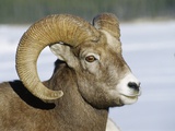 Rocky Mountain Sheep, Banff National Park, Alberta