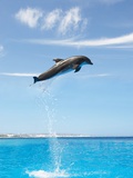 Dolphin jumping high up in the air Photographic Print