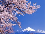 Cherry blossoms with Mt. Fuji in background