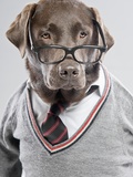 Dog in Sweater and Glasses Photographic Print