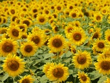 Buy Field of Sunflowers, Full Frame, Zama City, Kanagawa Prefecture, Japan at AllPosters.com