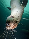 Buy Curious Steller Sea Lion Swimming Underwater at AllPosters.com