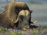 Muskox in tundra flowers Arctic National Wildlife Refuge, Alaska Summer Ovibos moscchatus