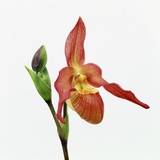 Red orchid