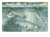 Guppies and minnows are good fish to have for mosquito control
