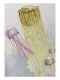 Painting of three species of jellyfish floating together