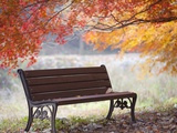 Buy Lonely bench under the autumn tree at AllPosters.com