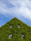 Buy Medieval house wall covered by ivy, Visby at AllPosters.com