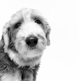 Sheep dog