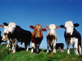 Line of Cows in Pasture
