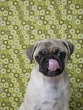Pug Puppy Licking its Nose