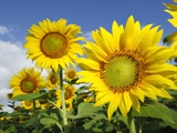 Buy Sunflowers at AllPosters.com