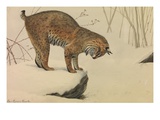 Buy A Painting of a Bobcat Looking over the Edge of a Snow-Covered Rock at AllPosters.com