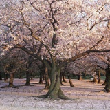 Cherry trees in blossom, Japan