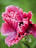 Buy Pink oriental poppy at AllPosters.com