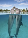 Buy Atlantic Bottlenose Dolphins kissing at AllPosters.com
