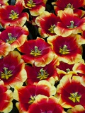 Tulips in Keukenhof Gardens