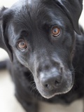 Close up of a black lab dog