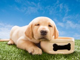 Labrador puppy with dog bowl