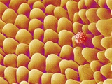 Buy Chrysanthemum petal at AllPosters.com