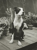 Dog Sitting On Porch With Plants